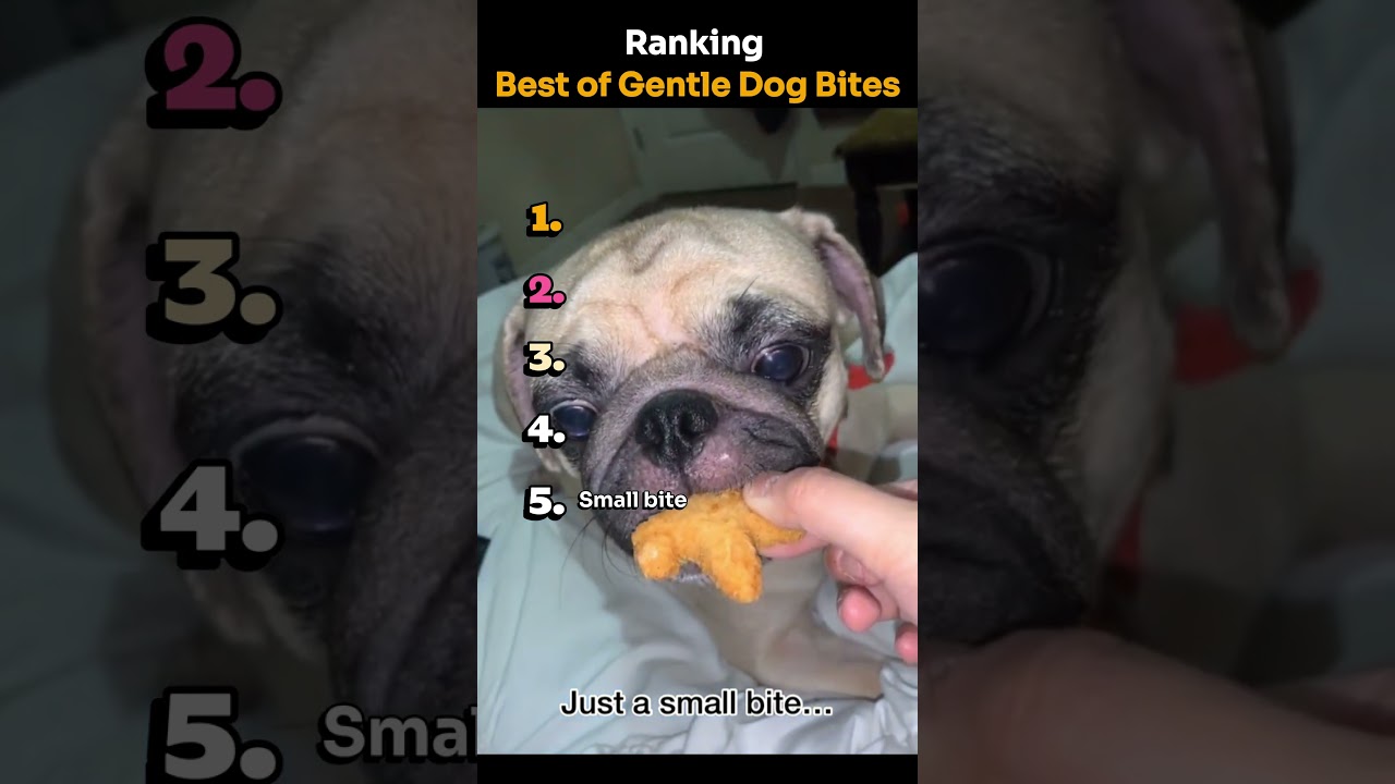 Ranking Best of Gentle Dog Bites