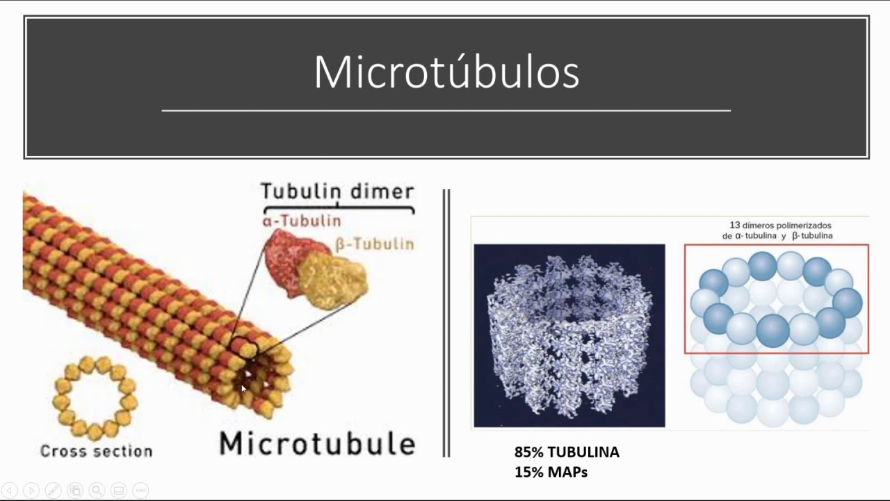 09 Citoesqueleto