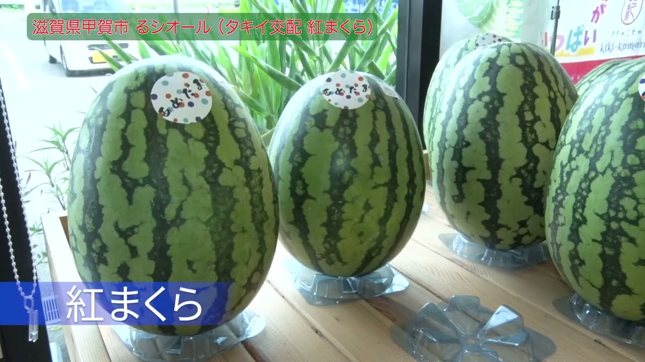 【野菜】滋賀県るシオール直売所で大好評！スイカ「紅まくら」の魅力