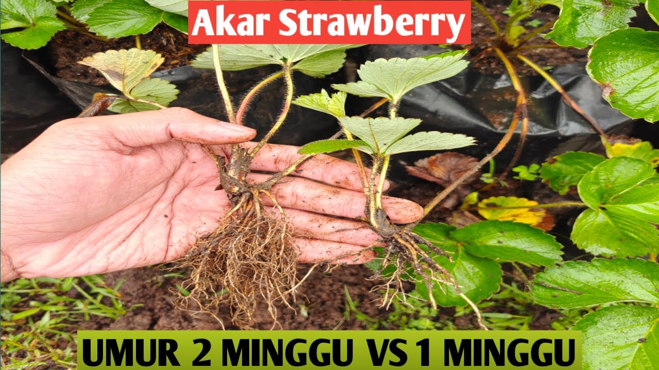 Perbandingan Akar Strawberry Umur 2 Minggu VS Umur 1 Minggu || Bibit Strawberry dari Sulur