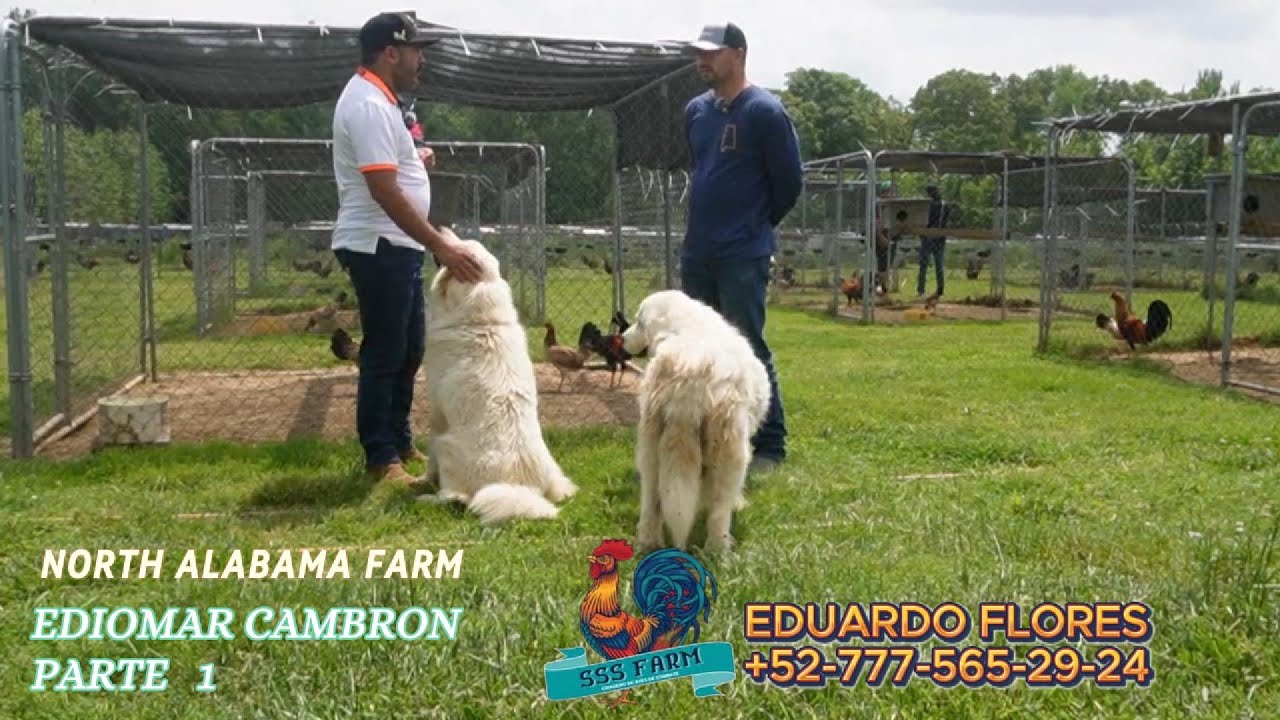 entrevista ediomar cambron  parte 1