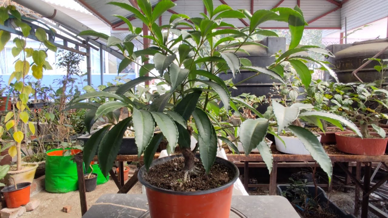 Christmas Berry | Ardesia Crenata | Pruning | Wiring