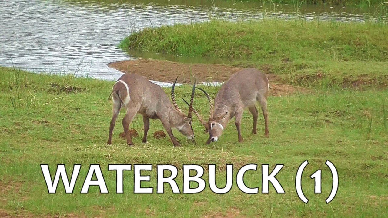 SOUTH AFRICA Waterbuck (1) (Kruger national park)