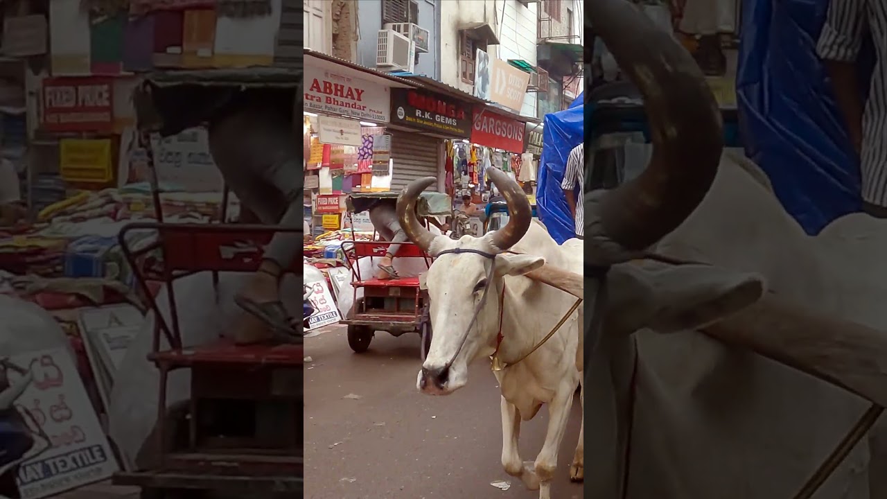 Дели. Мейн базар. #2cats #2kota #india