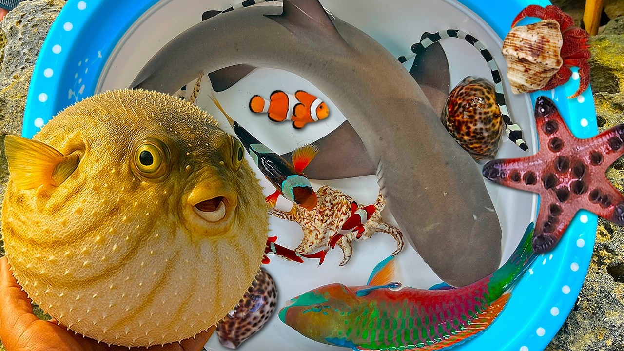 Tangkap ikan buntal dan ikan hiu, kepiting, ikan hias, ikan laut, kerang, ikan warna warni, kelomang