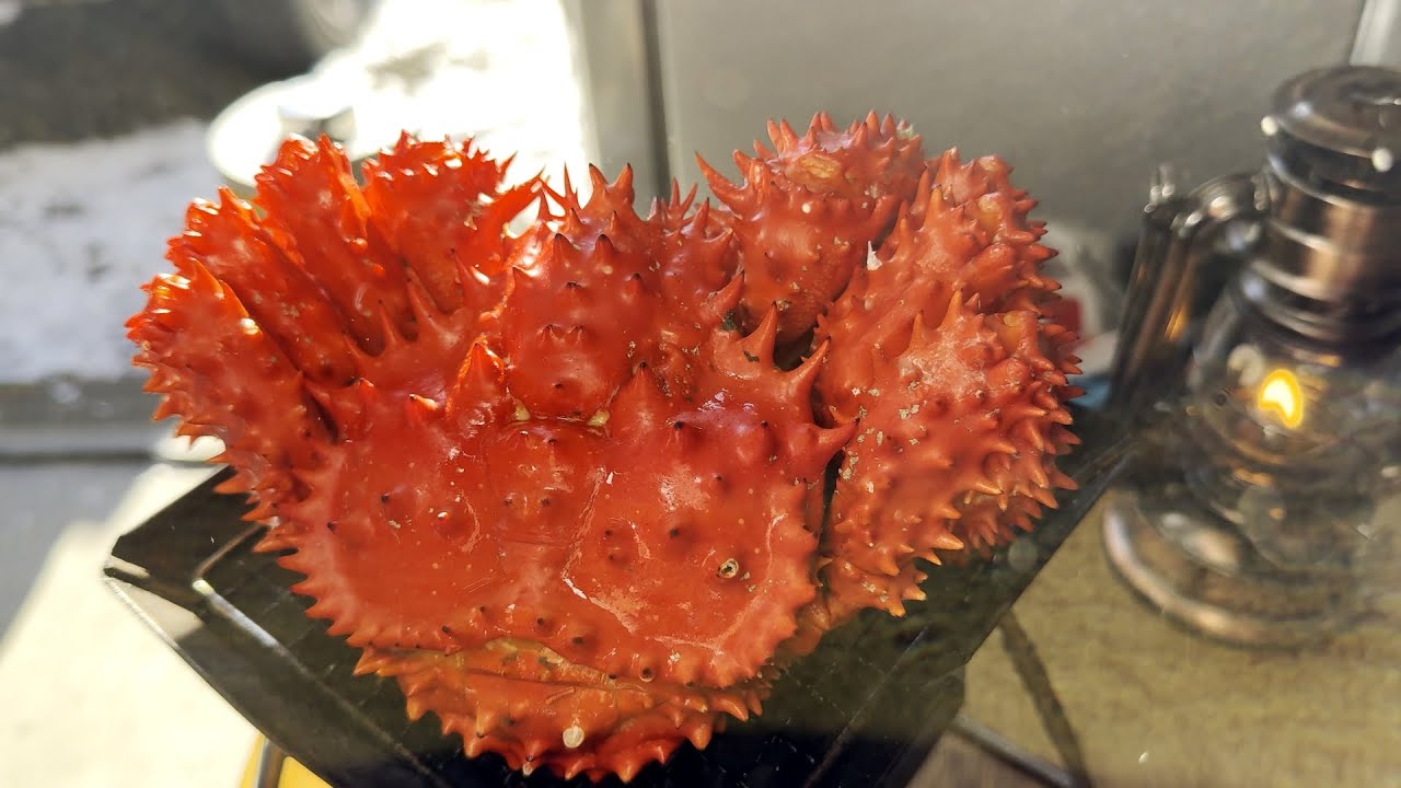 【再編集：咀嚼なし】✨花咲ガニ✨を炭火で炙り思いのままにキメる！🔥🦀