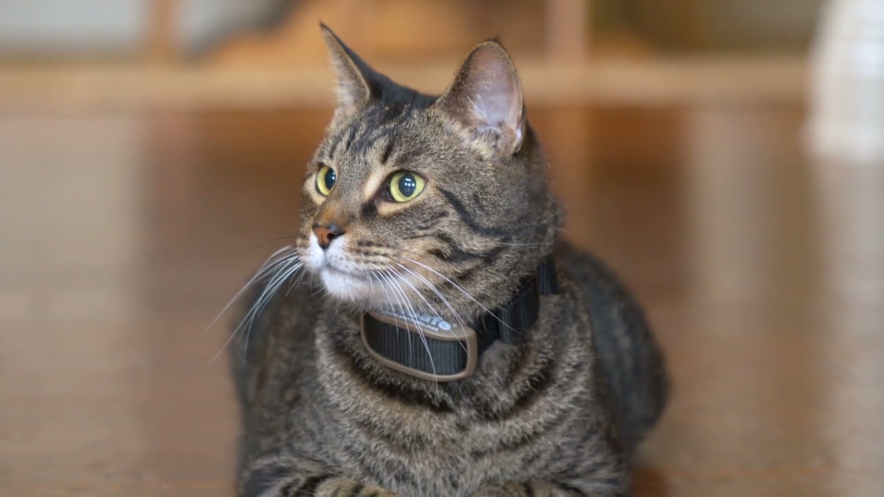 PetSafe&reg; Pawz Away&reg; Mini Pet Barrier