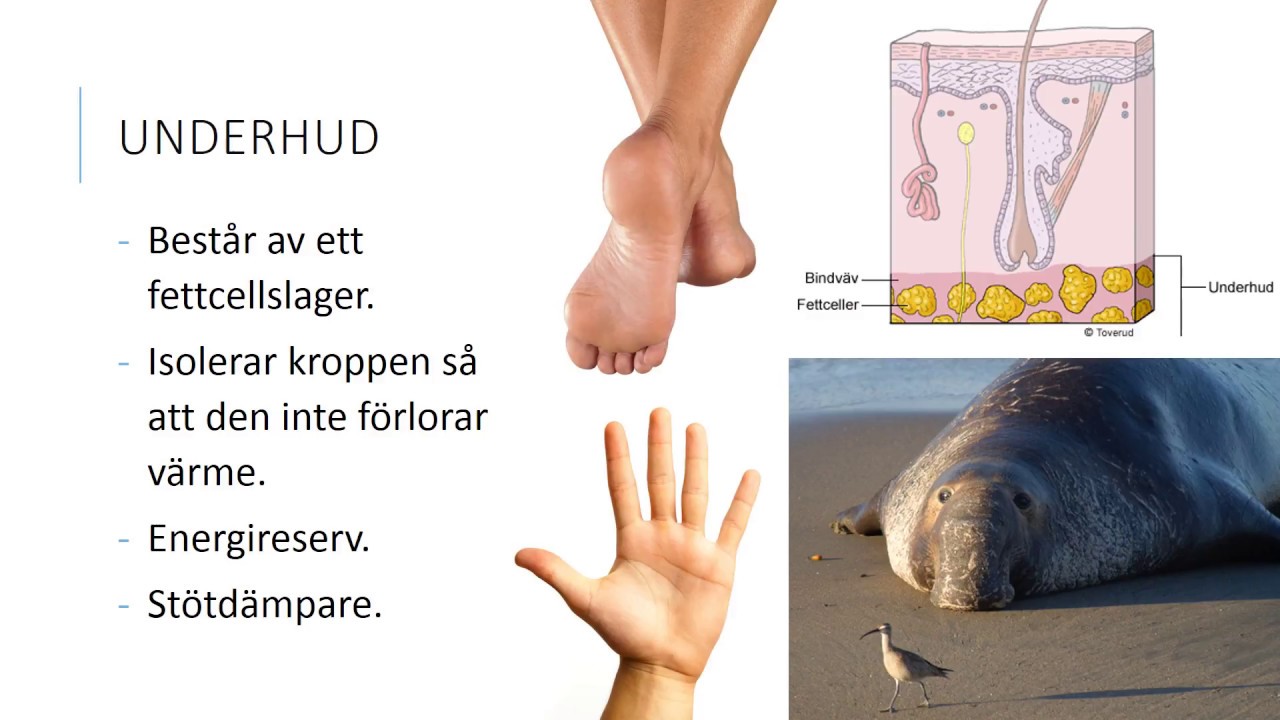 Hud