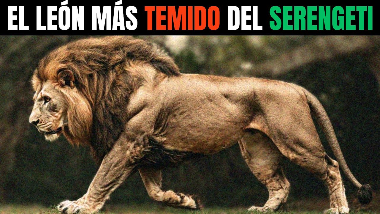 LEÓN – KIRON: EL MONARCA GIGANTE QUE GOBERNÓ EL SERENGETI