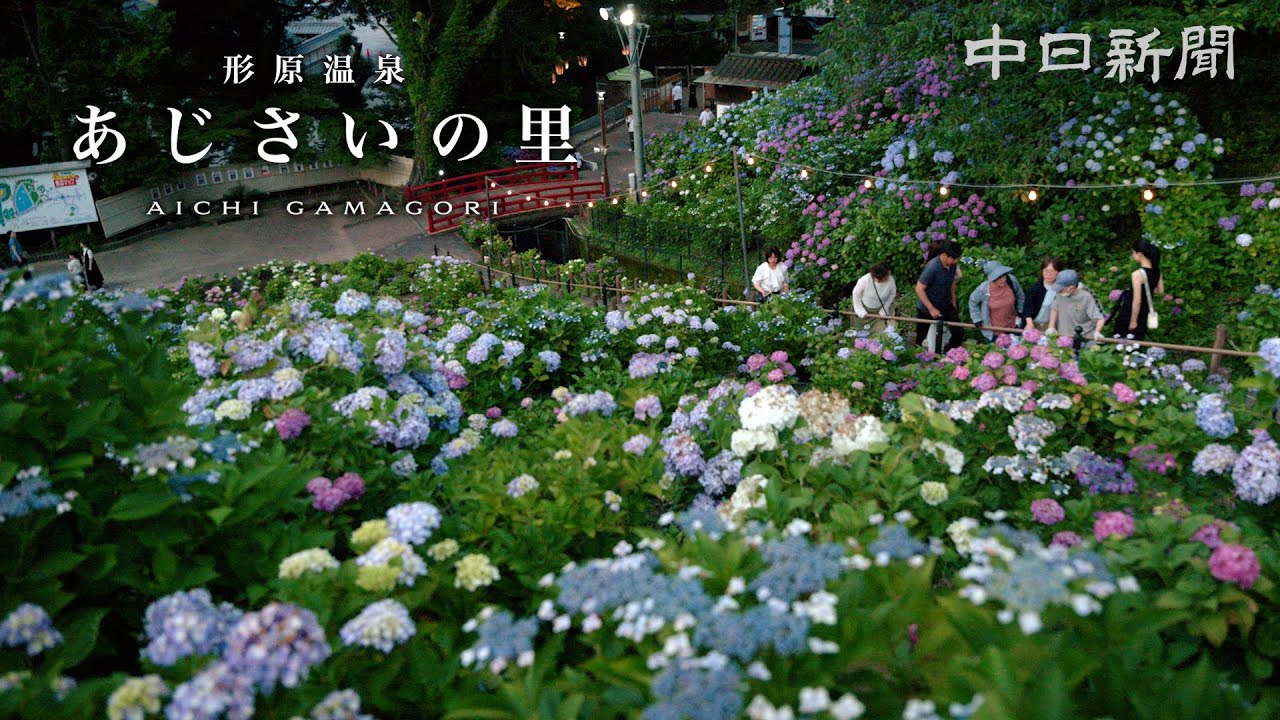 【4K】100種5万株　形原温泉あじさいの里でアジサイ見頃　愛知県蒲郡市