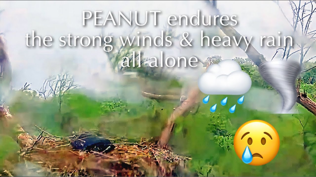 #449🦅Peanut🐥61°(& Brutus🐥66°)／Winter Park Eagle Nest 2026／Against All Odds:One-Eyed Mom／Wink💗Atlas