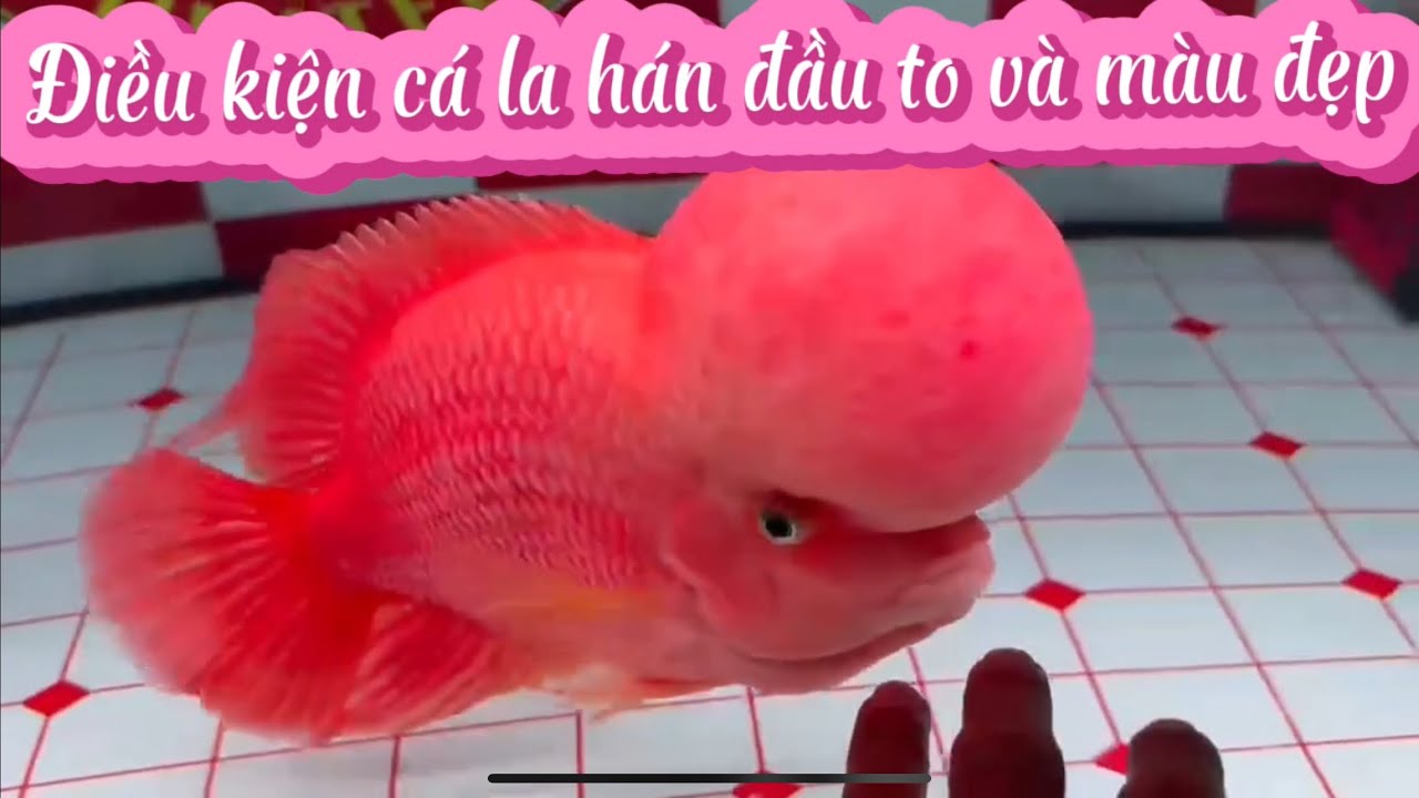 Các Yếu Tố Cá La Hán Lên Đầu To Và Màu Đẹp Nhất