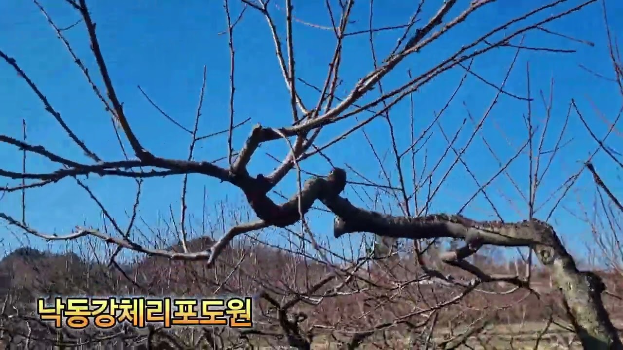 낙동강체리원  2농장조성시작