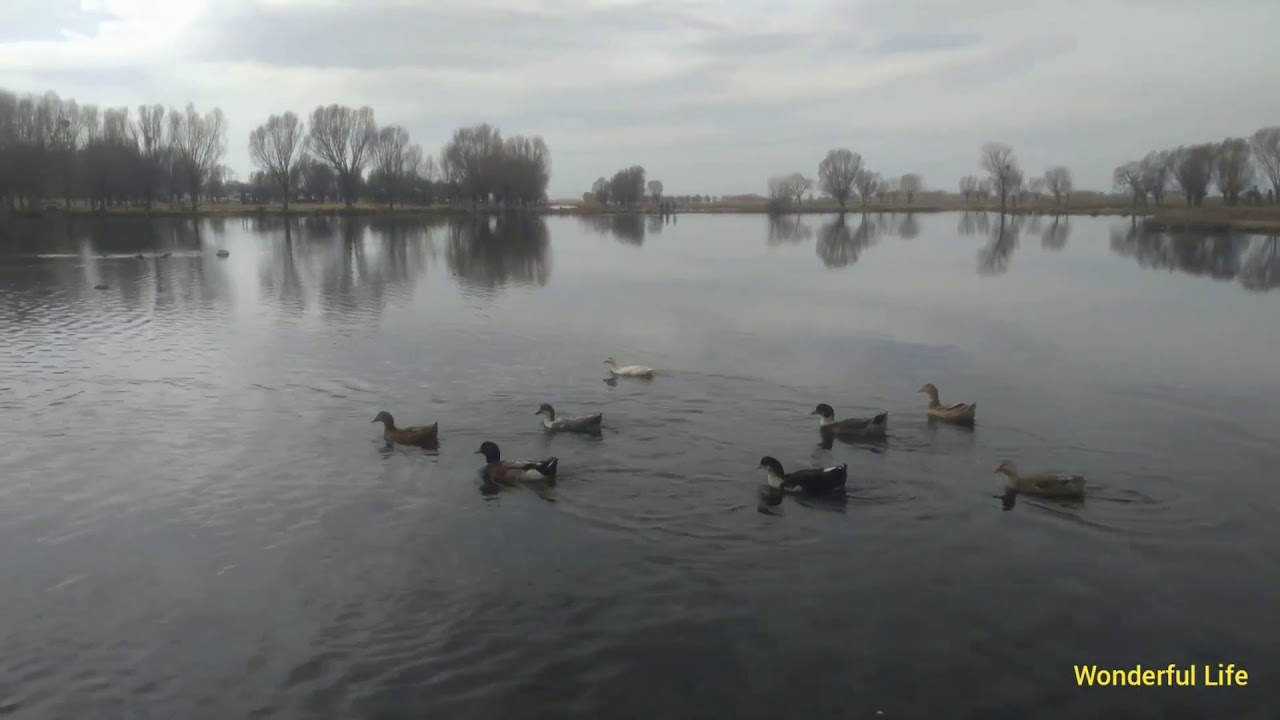 Develi Soysallı Büyüleyen Göl Manzarası Duck voices Relaxing Sounds of Nature Amazing Lake View