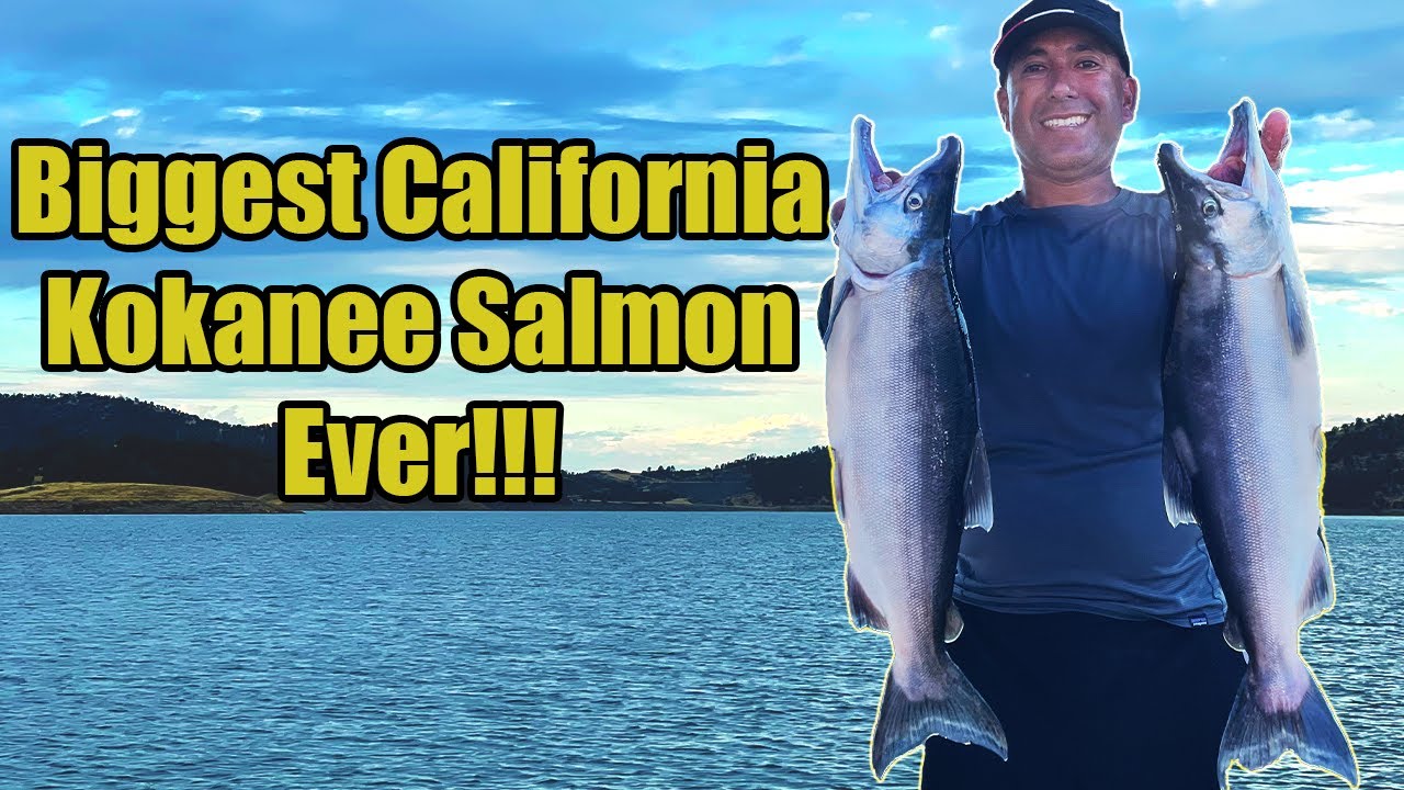 Biggest California Kokanee Salmon Ever! Salmon Fishing Techniques & Adventures on New Melones Lake