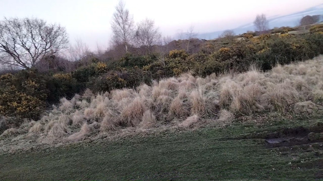 BUSHING WITH TERRIERS