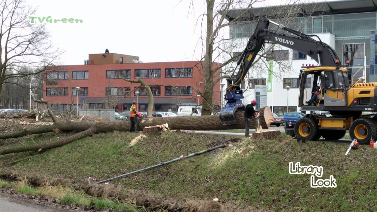 Wageningen - Populieren vellen Nieuwe Kanaal - 2016