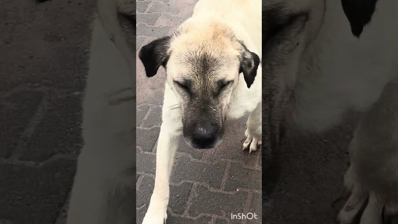 Boynuna ip bağlamışlar annenin 😔