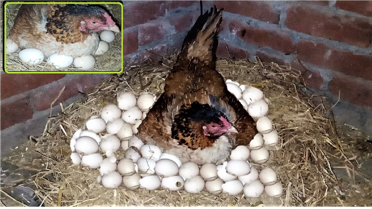 HEN HARVESTING EGGS TO NEW BORN BABY CHICKS || ASEEL MURGI HEN HARVESTING EGGS | HEN BABY CHICK
