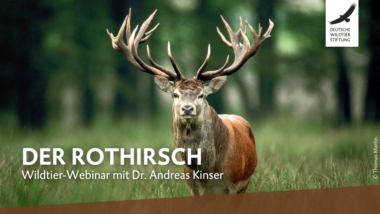 Wildtier-Webinar zum Rothirsch