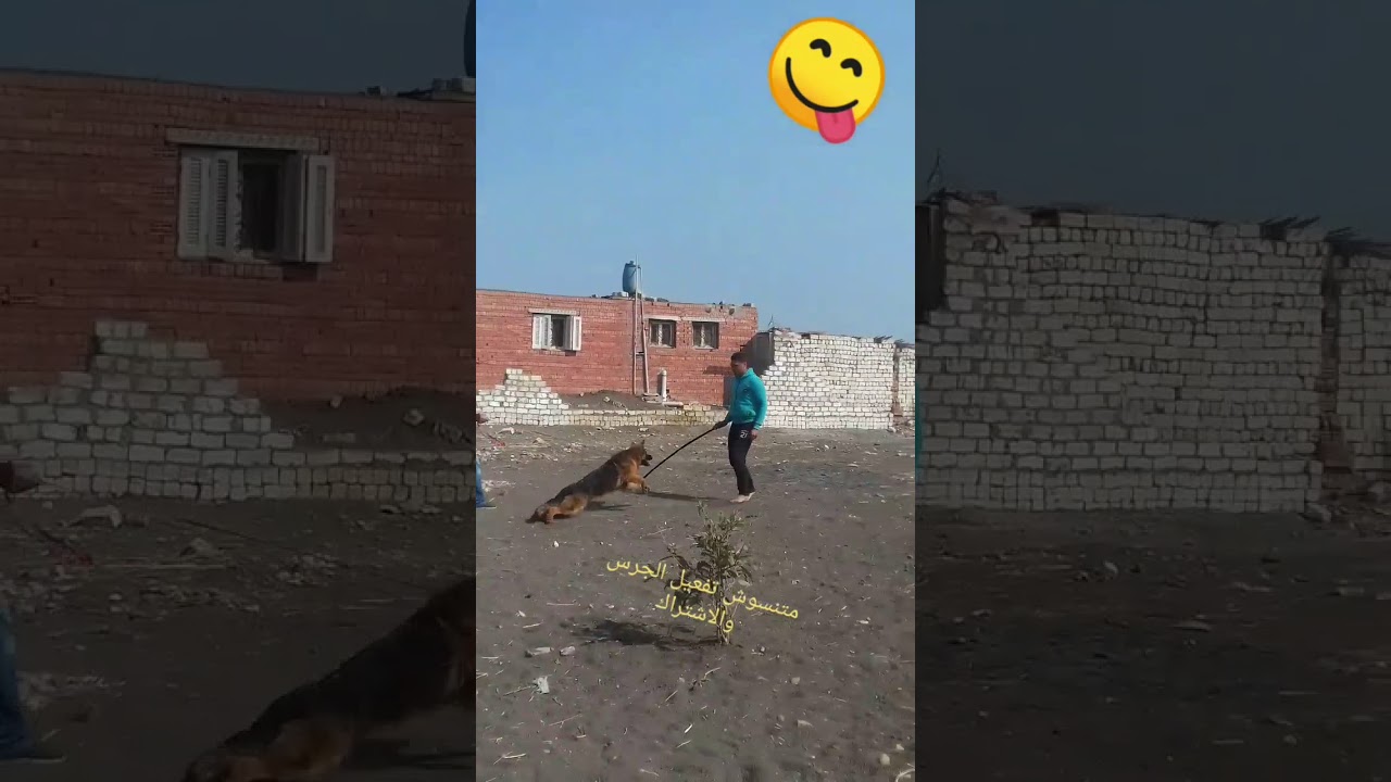 تعديل السلوك لبحر من الخوف والتوتر للشراسه والدفاع