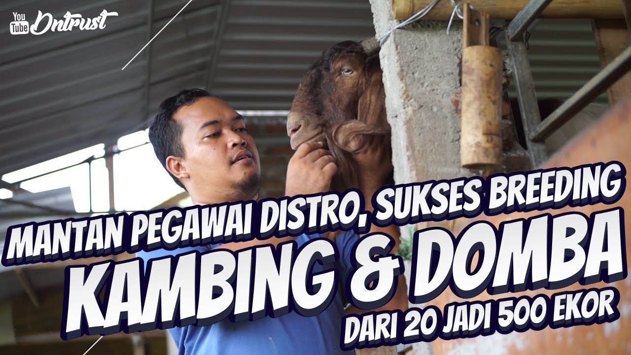 Inspiratif, Mantan Karyawan Distro Sukses Ternak Kambing Dan Domba, Dari 20 Jadi 500 Ekor