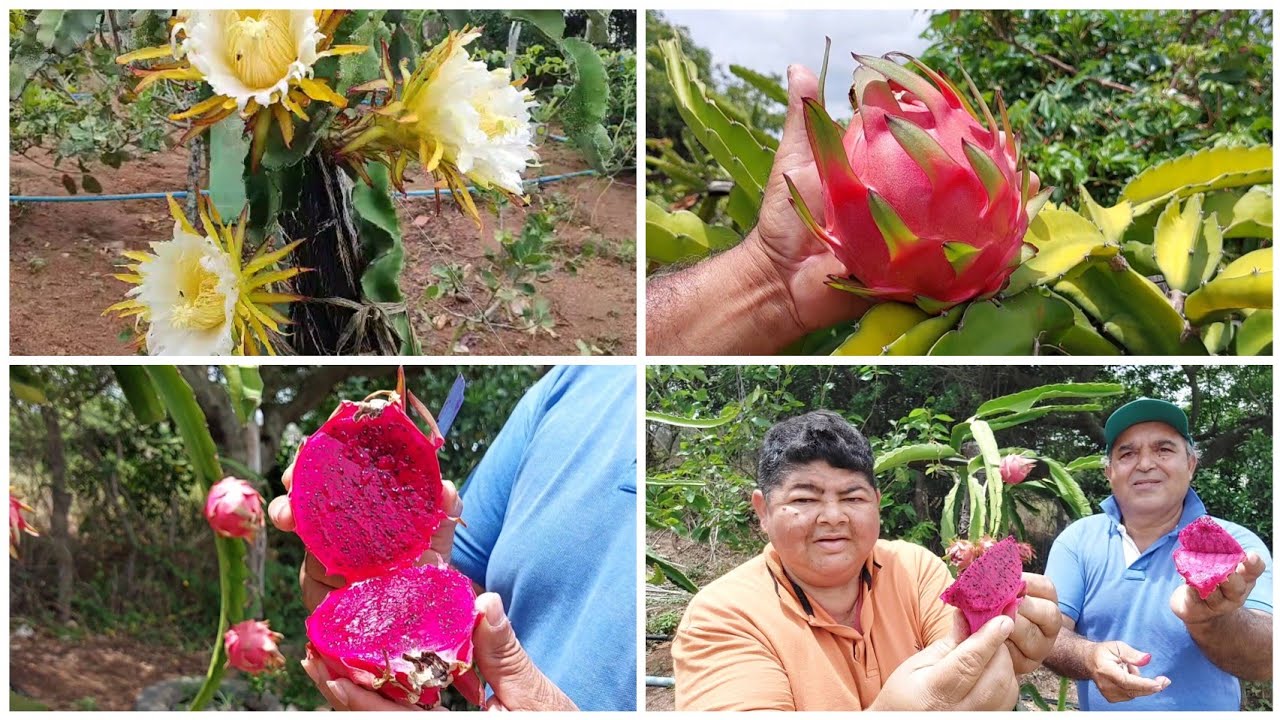 PRODUTOR  DÁ DICAS IMPORTANTE SOBRE O CULTIVO DA PITAYA