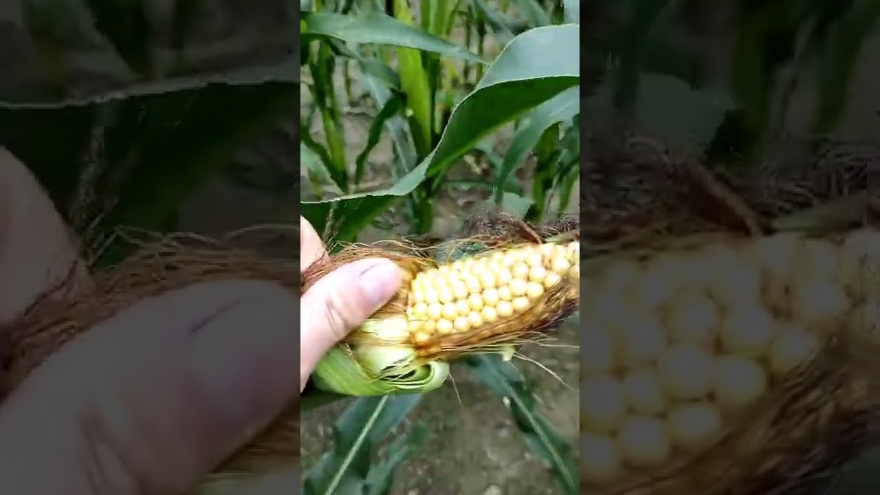 oby kolba była big 👌 ratowana Dkc to jakiś King Kong 😂 oraz groch Milwa