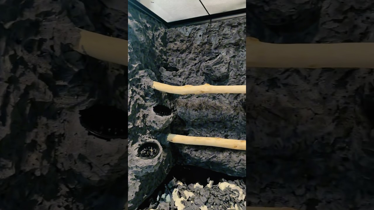 Building a 4x2x4 bioactive enclosure for an emerald tree boa #bioactive #reptile #exotic #diy #snake