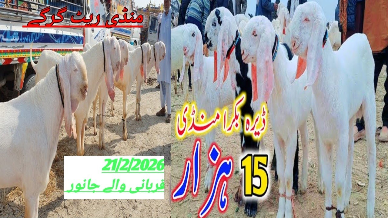ڈیرہ غازی خان 21/2/2026 new update  ریٹ گرگے 