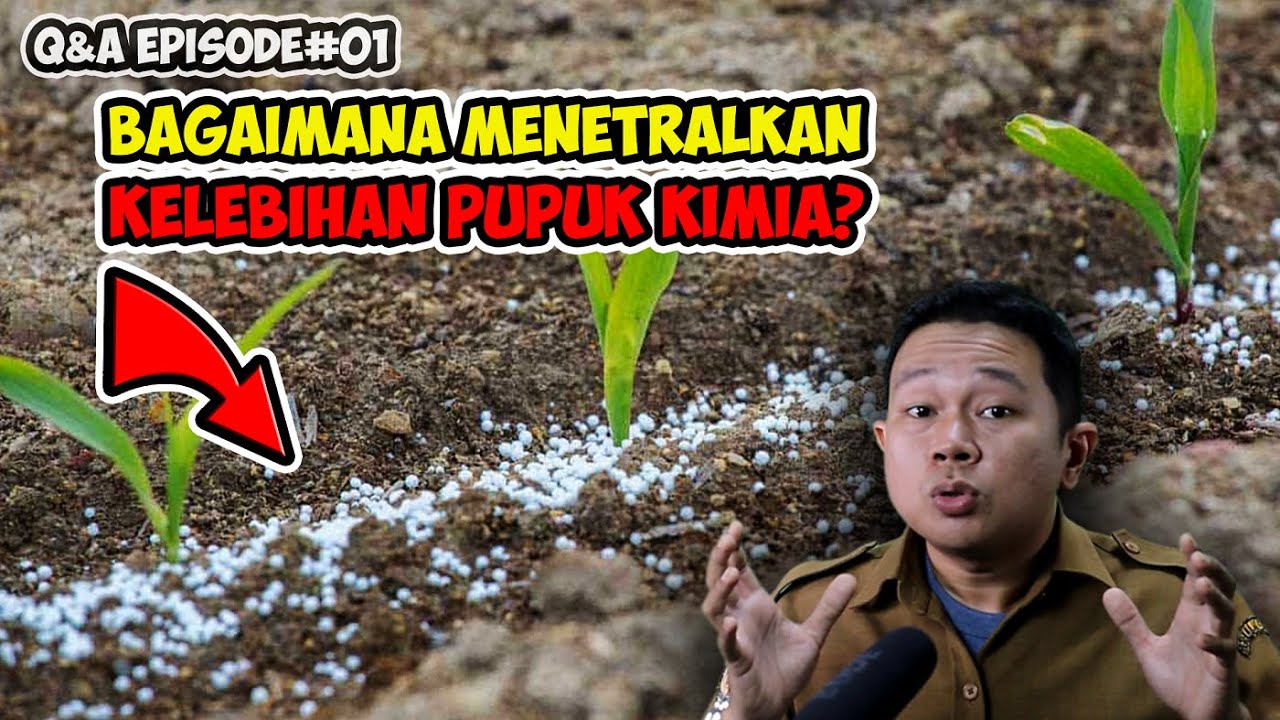 ❗❗❗ BAGAIMANA MENETRALKAN TANAH KELEBIHAN PUPUK KIMIA? | Q&A EPISODE 1