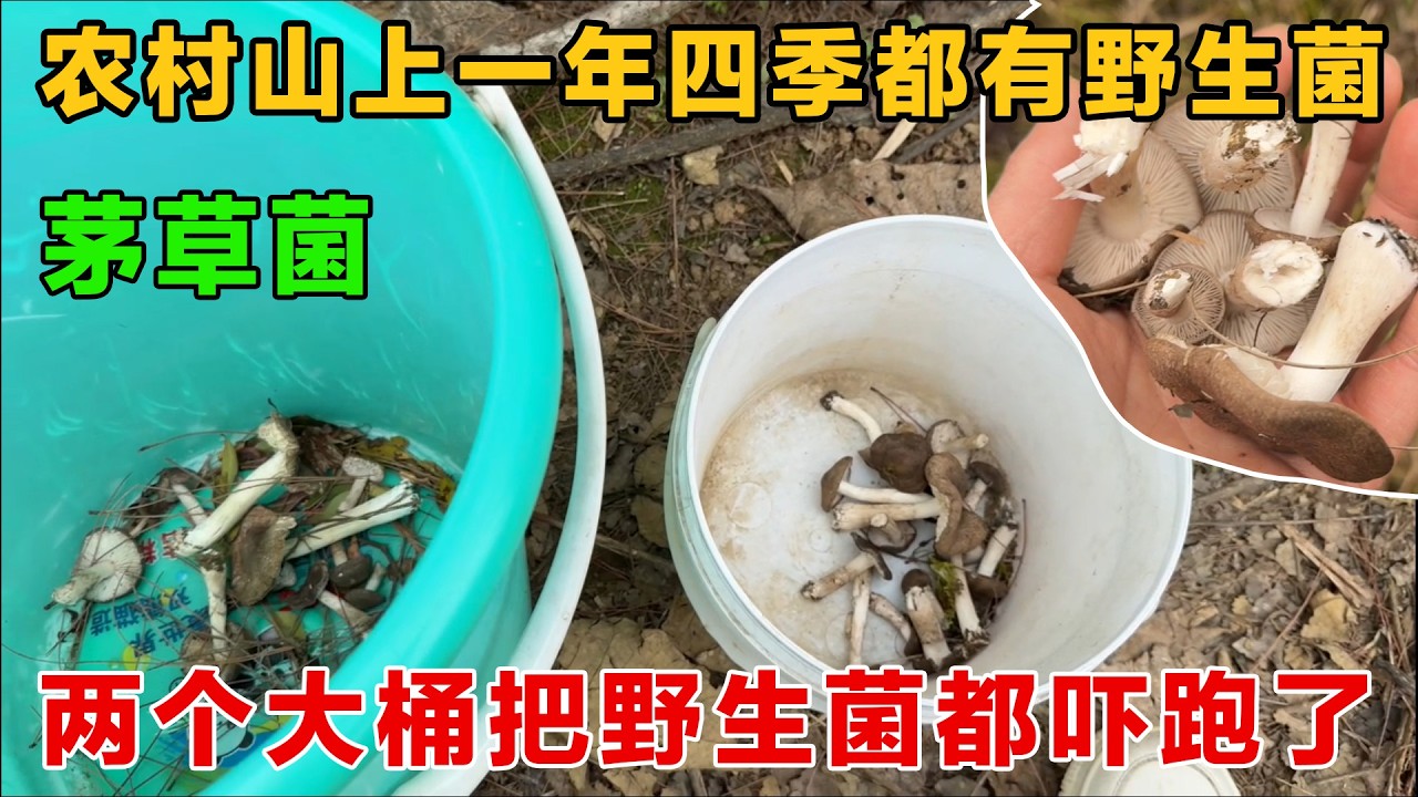 农村一年四季都有野生菌，第一次认识茅草菌，可惜没有捡到多少