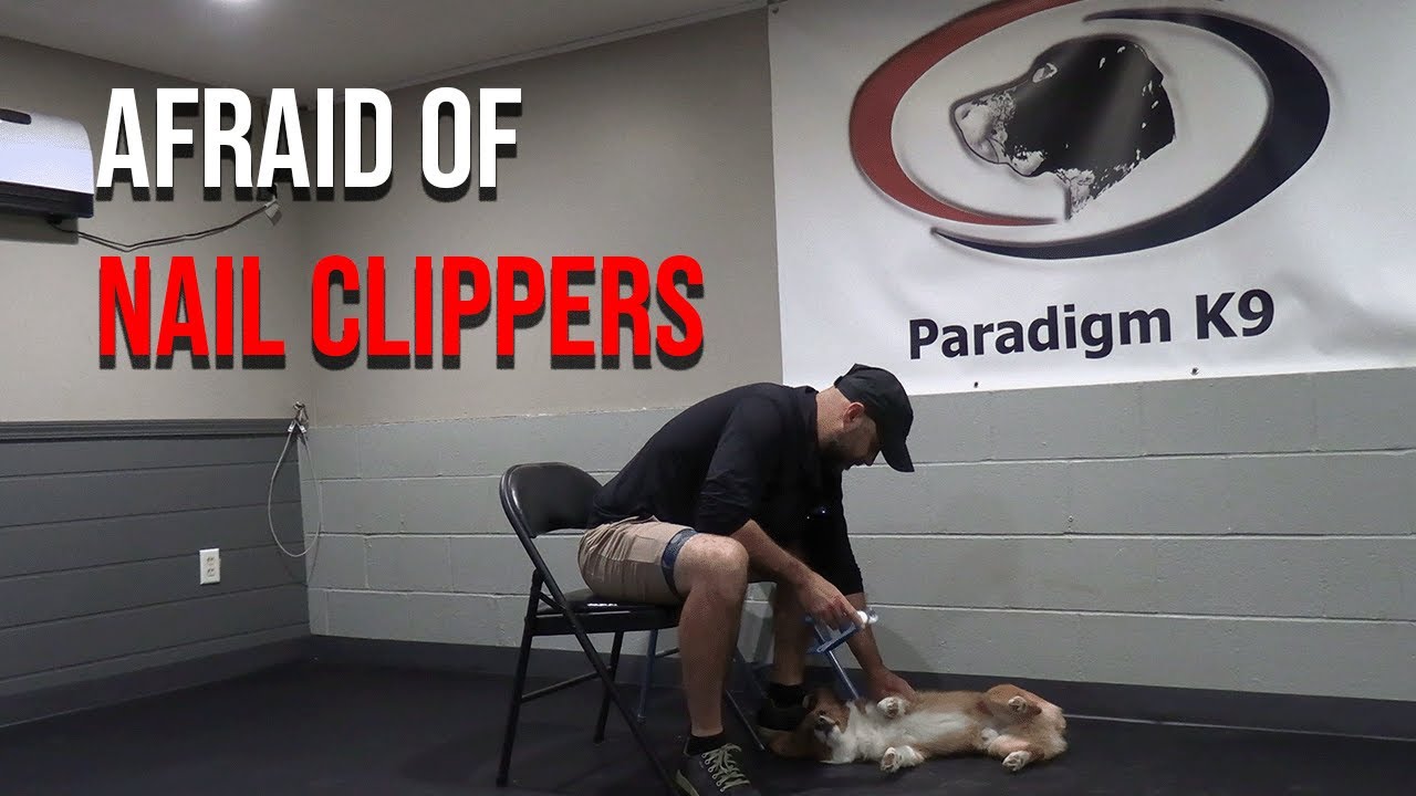 How to Trim a Fearful Dog's Nails