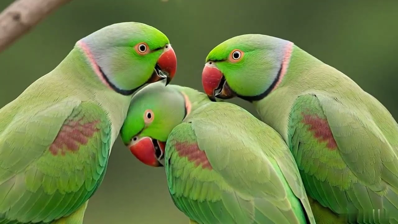Green Parrot Clear Voice Compilation