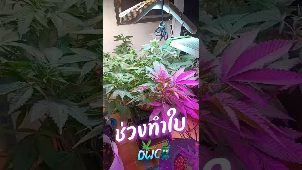 องทำ DWC ระบบ DIY  #cannabisdispensary #canabis_sativa#DWC #HydroponicCannabis #CannabisDIY