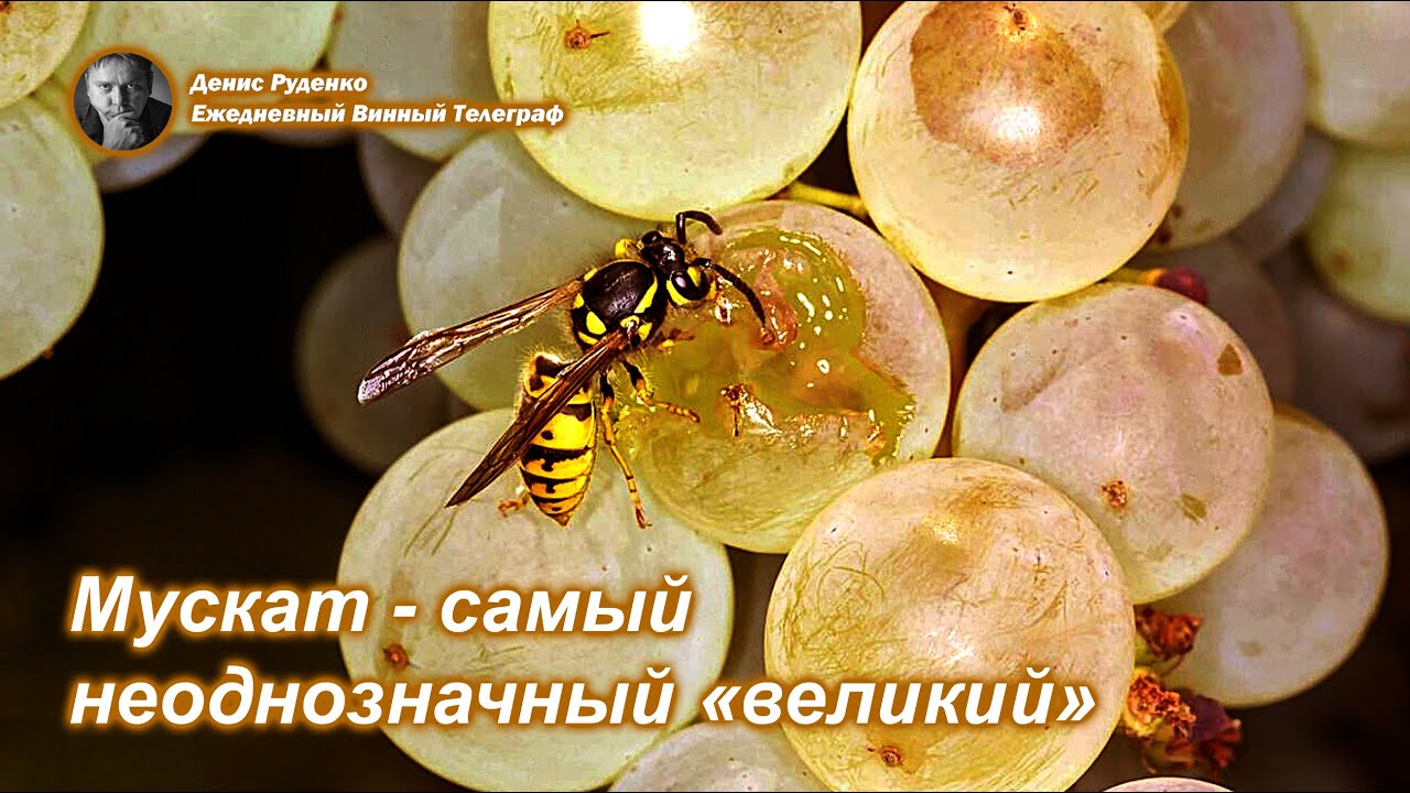 Мускат - самый неоднозначный 