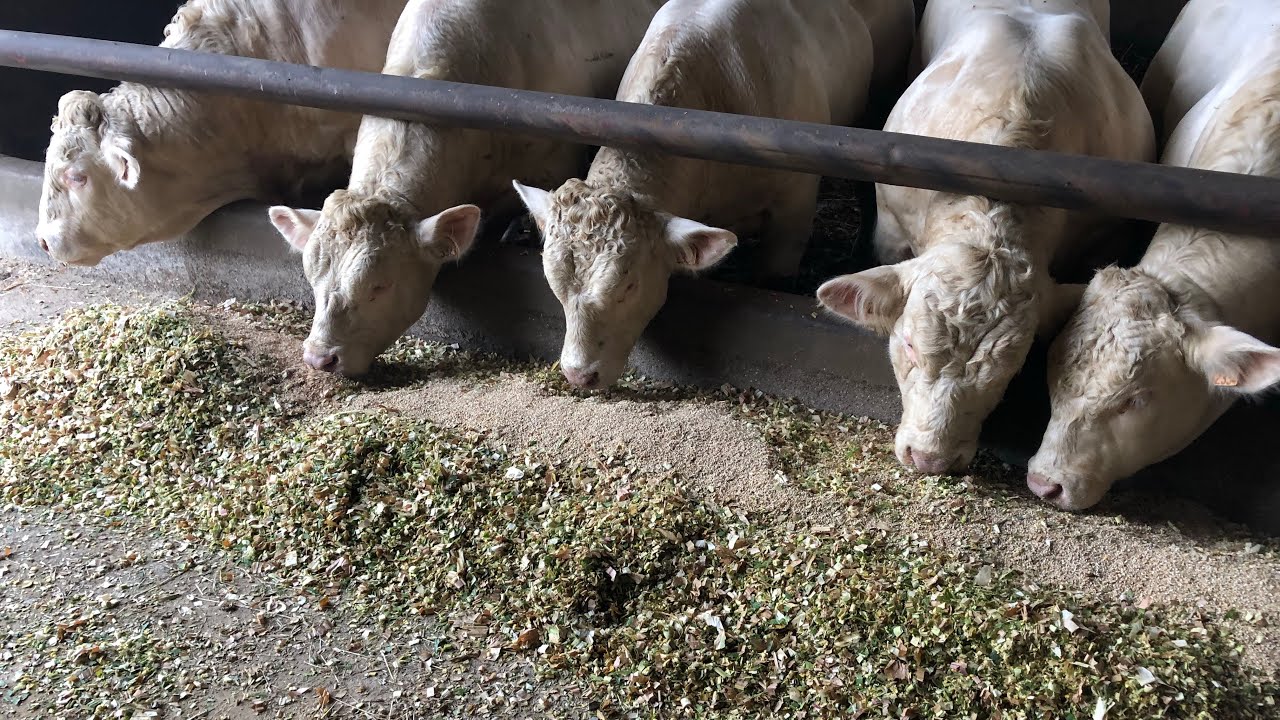 Pesée des taurillons !