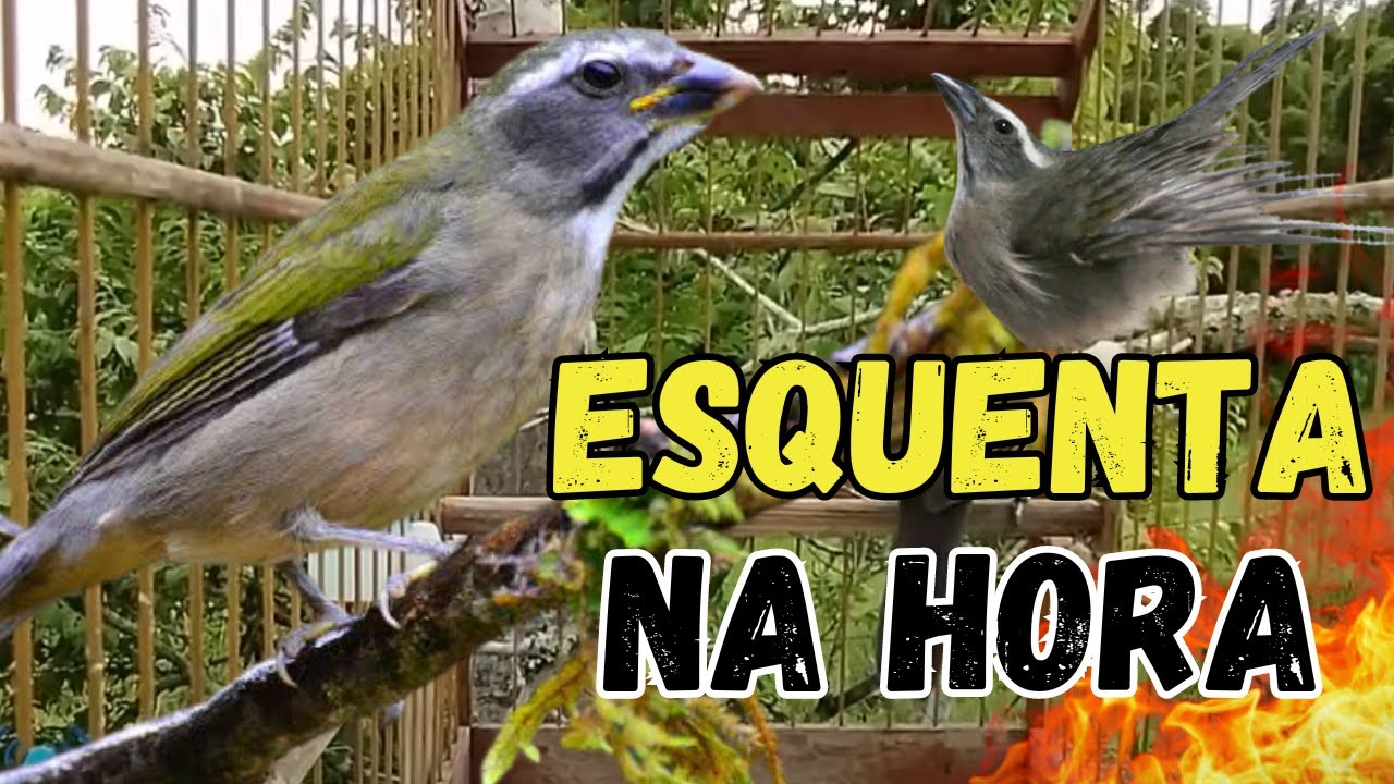 ESQUENTANDO SEU TRINCA FERRO MELHOR VÍDEO PARA ESQUENTAR TRINCA FERRO FRIO COM TRINCA FERRO CANTANDO