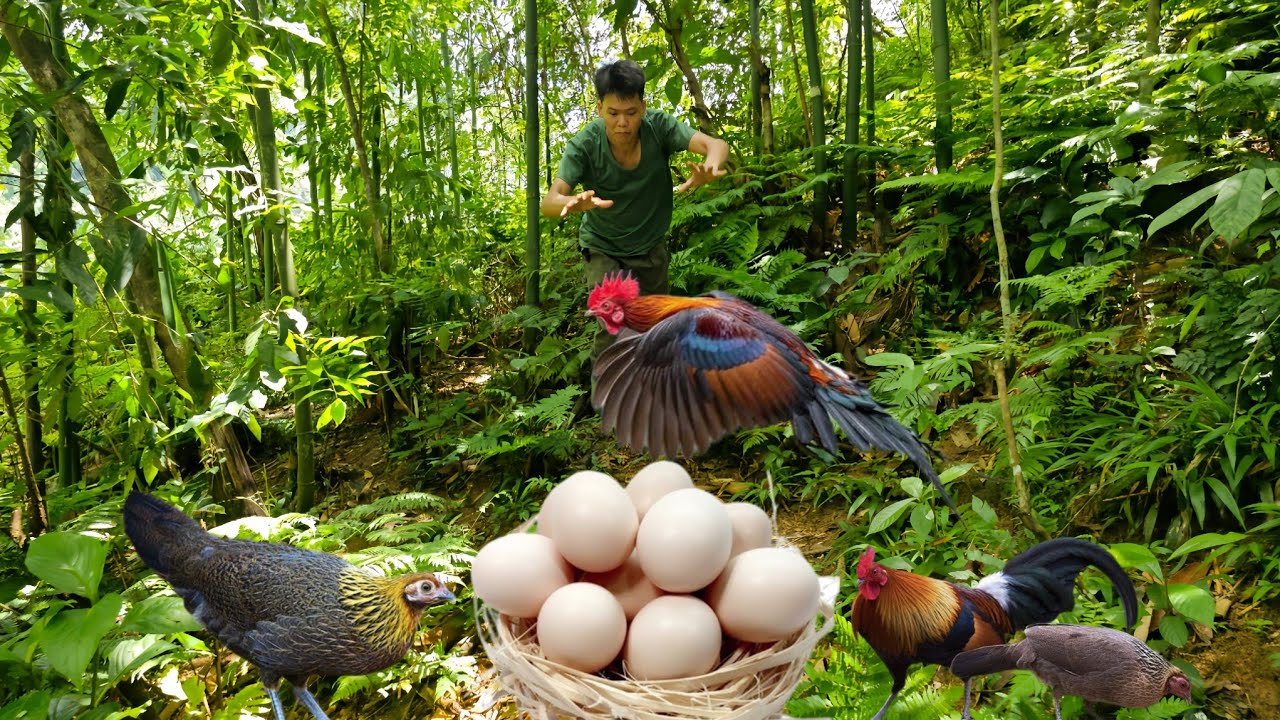 Survive in the wild, footprints and nests of wild chickens, catch larvae in tree trunks, surviavl