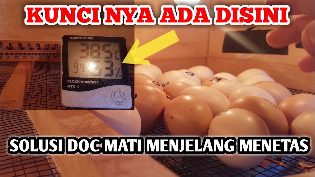 🔴PENTING !!! JANGAN ADA LAGI DOC YANG MATI MENJELANG MENETAS SETELAH TAU STELAN INI