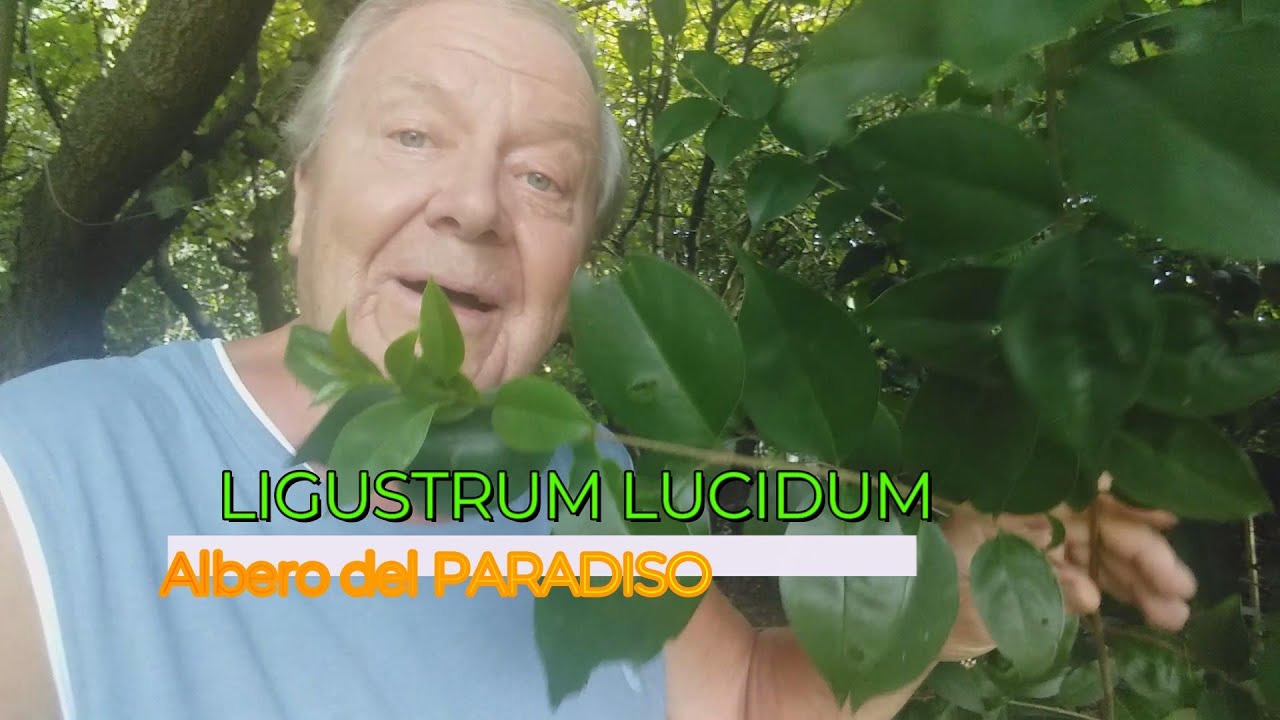 PIANTA LIGUSTRUM LUCIDUM, ALBERO del PARADISO. Una pianta che cresce velocemente, ottima come siepe.