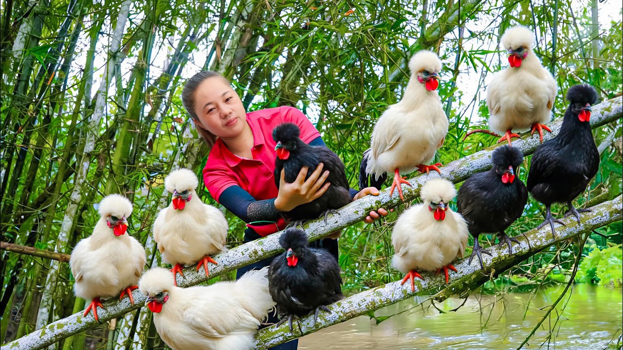 Harvest Too Many Elephant Leg Chickens! Buy from Farmer, Load 3-Wheeled Truck, Go to Market Sell