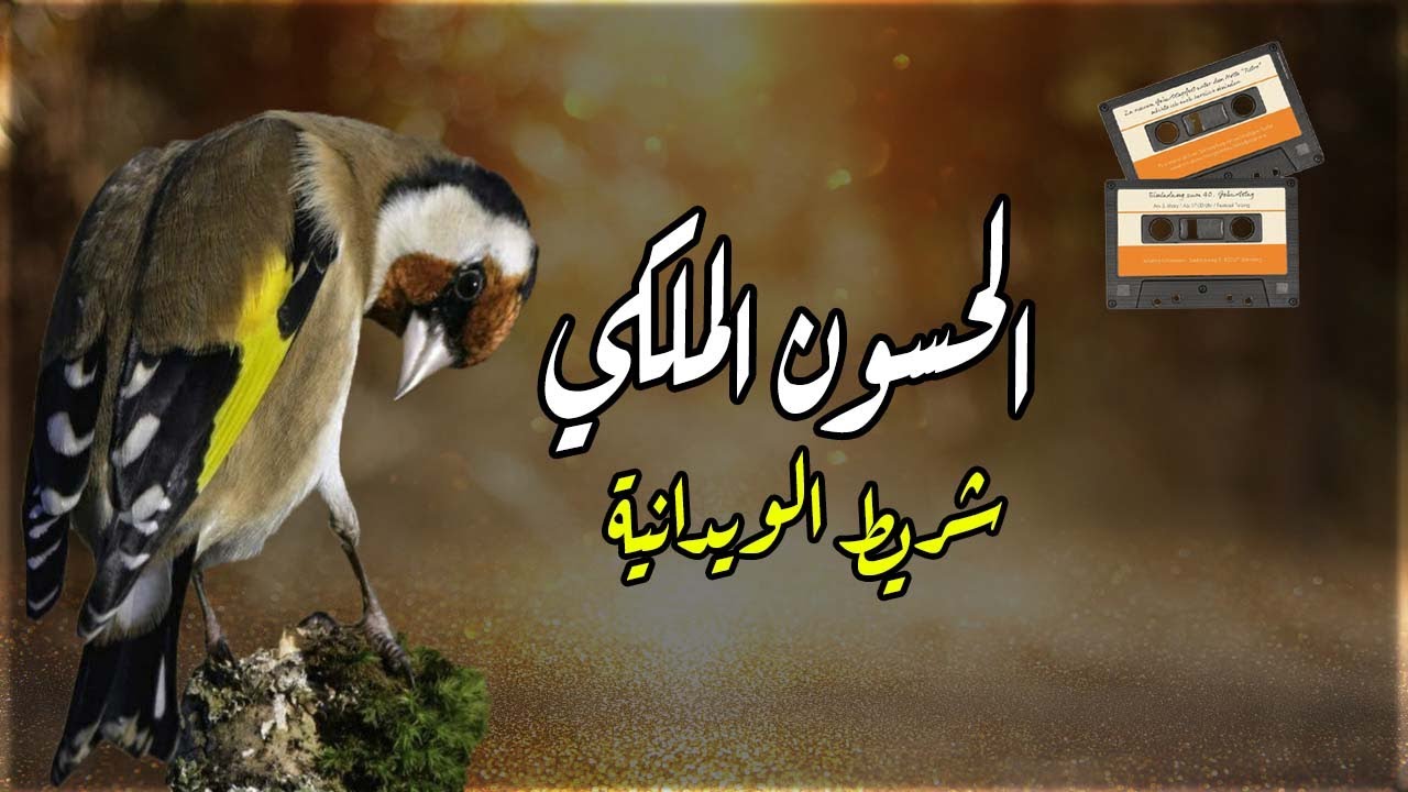 تغريد الحسون الملكي خالي من الأخطاء ( شريط الويدانية المغربية )
