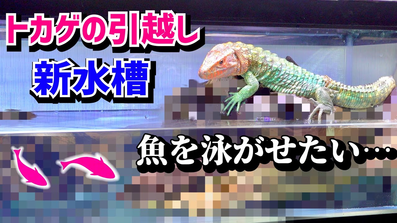 飼育半年で大きくなったトカゲの水槽引越し！