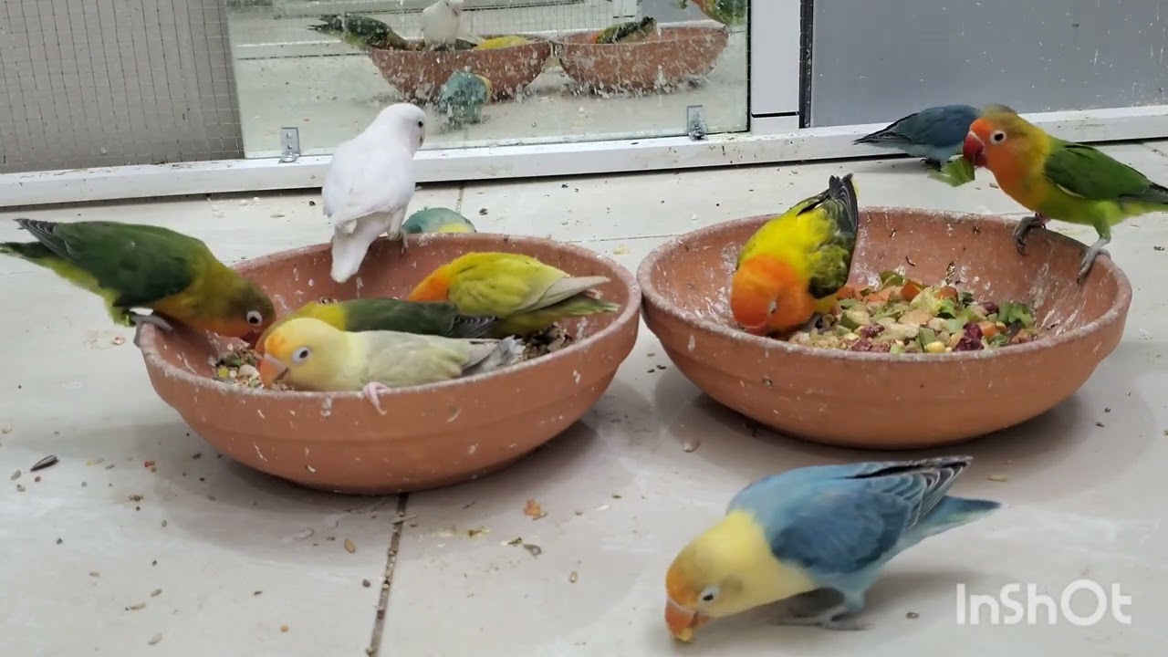 Beautiful colors of Agapornis African lovebirds eating chirps 