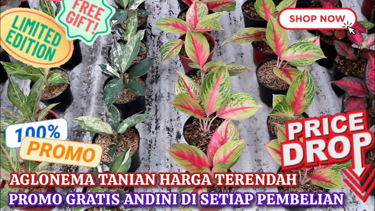 SPESIAL PROMO AGLONEMA TANIAN, HARGA TERENDAH. GRATIS ANDINI DI SETIAP PEMBELIAN. Eps 1581