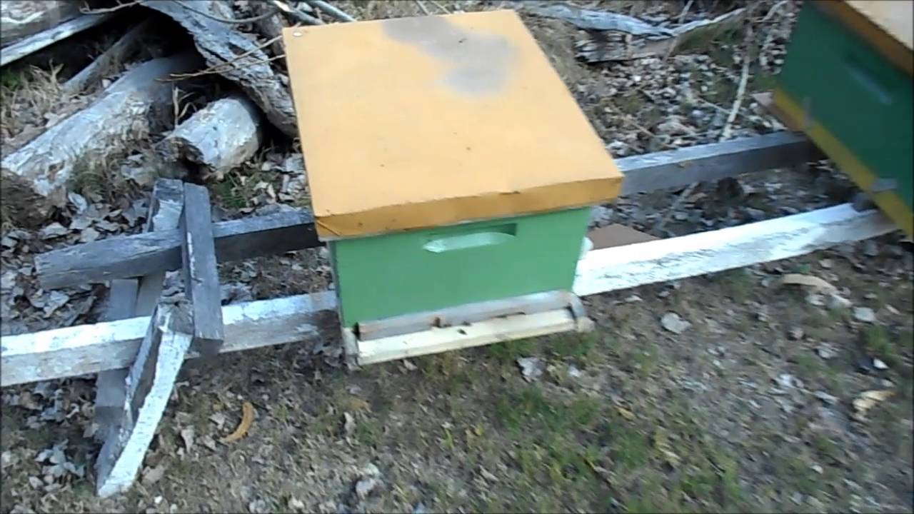 Piso sanitario anti varroa