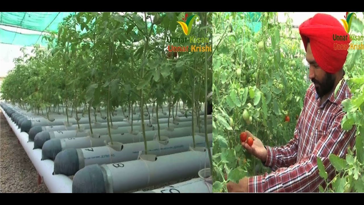 Best Hydroponic system in nominal cost | Made by Young Punjabi farmer