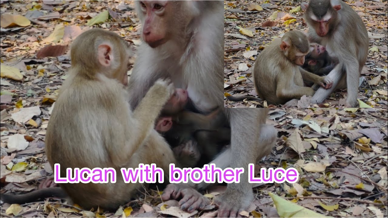 Mama Louy and son Lucan with brother 