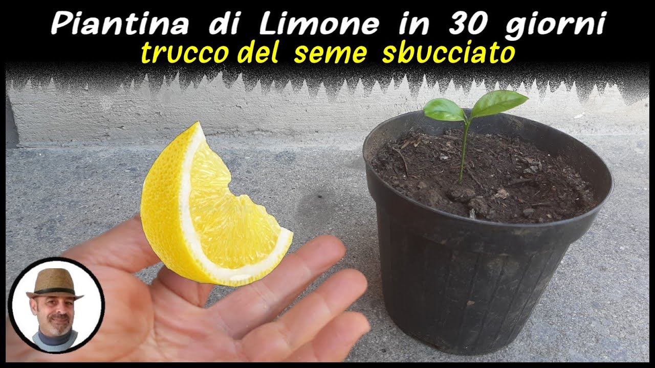 PIANTA DI LIMONE IN 30 GIORNI, trucco infallibile (LEMON PLANT 30 DAYS, PLANTA DE LIMÓN EN 30 DÍAS)